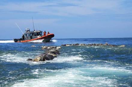 turtles, mexico beach, endangered species, endangered species turtle, Pacific Ridley turtles, Oaxaca, Puerto Escondido, world news turtles, mexico beach, endangered species, endangered species turtle, Pacific Ridley turtles, Oaxaca, Puerto Escondido, world news