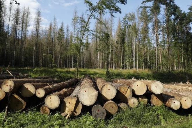 China, artificial wood, Chinese researchers, large-scale fabrication, University of Science and Technology of China, science news