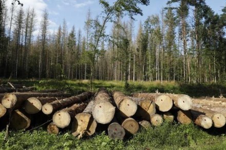 China, artificial wood, Chinese researchers, large-scale fabrication, University of Science and Technology of China, science news