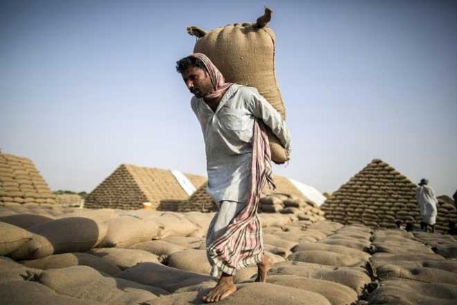 In a bid to enable farmers get the right prices for their produce, the Maharashtra State Agriculture Marketing Board (MSAMB) currently runs an Agriculture Pledge Finance Scheme. (Representational photo: Reuters)