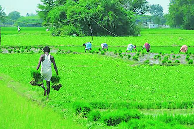 agriculture, agriculture sector, agriculture industry