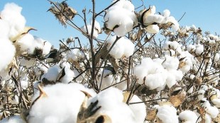 SME cotton mills, cotton price, SISPA, CCI, domestic market, cotton season, manufacture cotton yarn