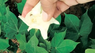 Pink Bollworm attack, Maharashtra, cotton crops, Marathwada, Vidarbha, Maharashtra, Agro Industries Development Corporation