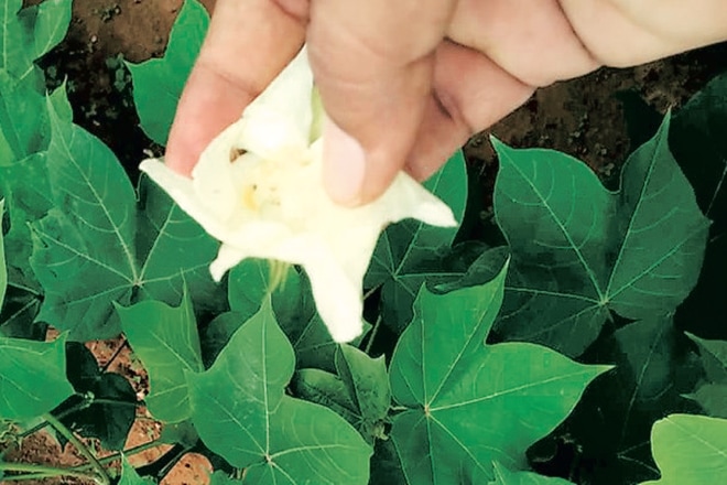 Pink Bollworm attack, Maharashtra, cotton crops, Marathwada, Vidarbha, Maharashtra, Agro Industries Development Corporation Pink Bollworm attack, Maharashtra, cotton crops, Marathwada, Vidarbha, Maharashtra, Agro Industries Development Corporation