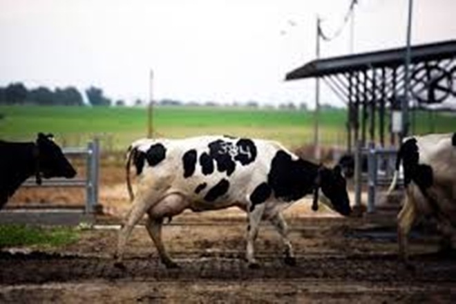 farmer, milk, latest news, important news, maharashtra news, important news, trending news,