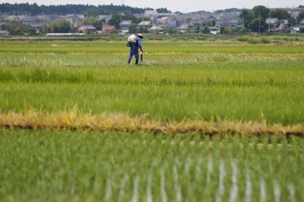 rice farming, rice farming latest news, rice farming news now, climate change, climate news, climate problems
