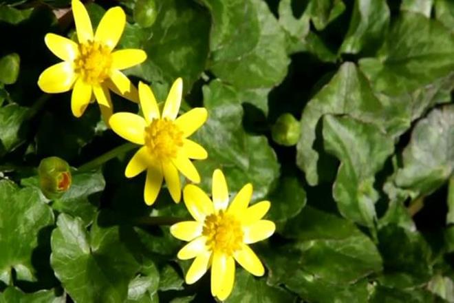 Semi-artificial photosynthesis, fuel by semi artificial photosynthesis, scientists news, latest news, Semi-artificial photosynthesis, fuel by semi artificial photosynthesis, scientists news, latest news,