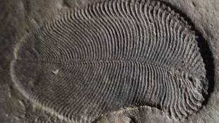 earliest known animal, Dickinsonia, Australian National University, Australian National University scientists, hallmark of animal life, science news