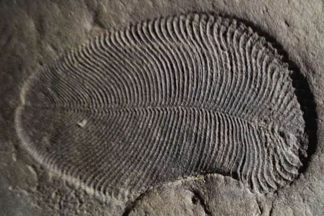 earliest known animal, Dickinsonia, Australian National University, Australian National University scientists, hallmark of animal life, science news earliest known animal, Dickinsonia, Australian National University, Australian National University scientists, hallmark of animal life, science news