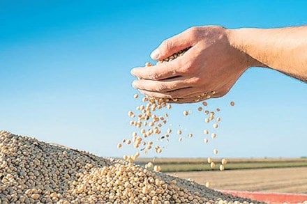 oilmeal, exports, agriculture sector, agriculture industry