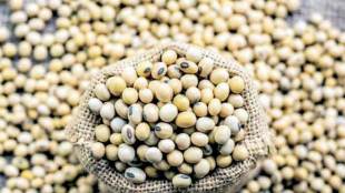 soyabean meal, soyabean export, kharif, soymeal export