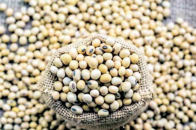 soyabean meal, soyabean export, kharif, soymeal export soyabean meal, soyabean export, kharif, soymeal export