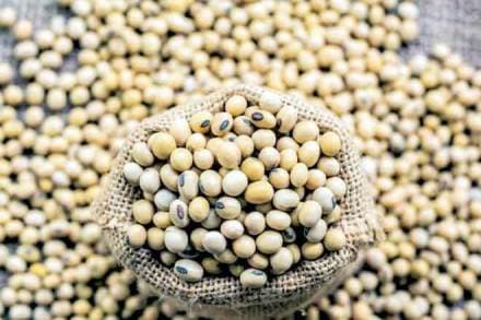 soyabean meal, soyabean export, kharif, soymeal export
