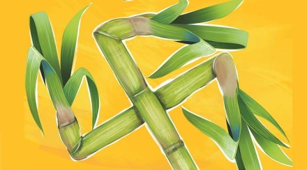 sugar, sugarcane, sugar industry sugar, sugarcane, sugar industry