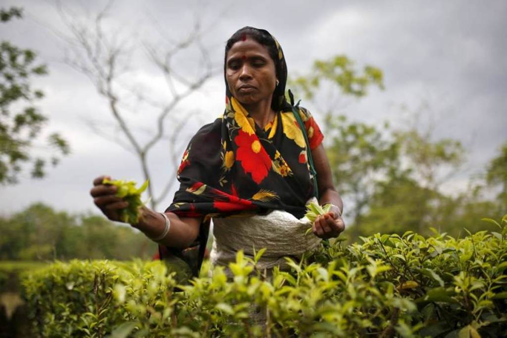 Tea production down 6.7 percent in July, exports up by 6.5 percent to Rs 2,618 cr in 7 months of 2018
