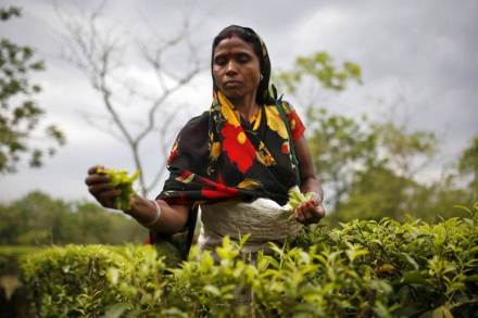 Tea production down 6.7 percent in July, exports up by 6.5 percent to Rs 2,618 cr in 7 months of 2018 Tea production down 6.7 percent in July, exports up by 6.5 percent to Rs 2,618 cr in 7 months of 2018