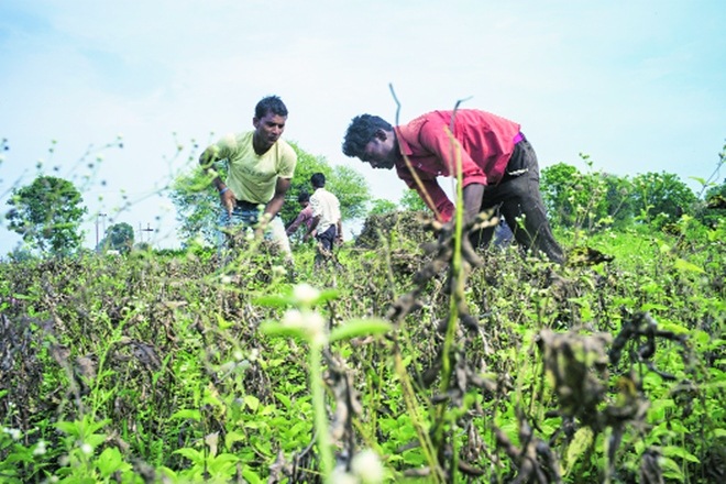 Area under soybean up 6.7%, says SOPA Area under soybean up 6.7%, says SOPA