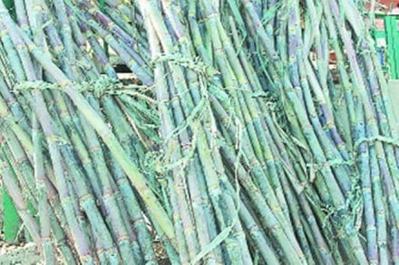 Maharashtra farmer body seeks Rs 3,500 per tonne as first cane installment