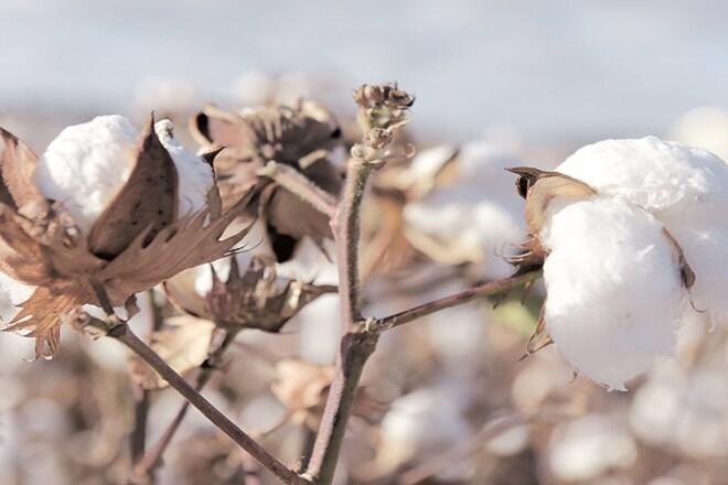 Gujarat cotton season opens with higher prices