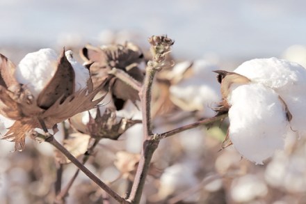 Gujarat cotton season opens with higher prices