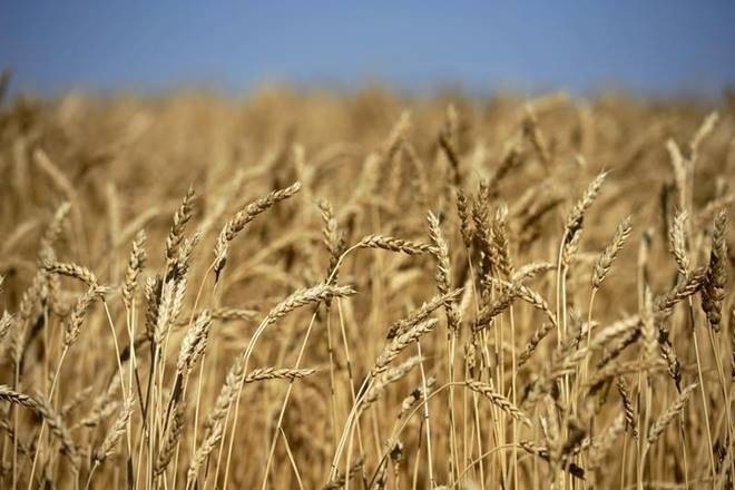 More nutrition in wheat