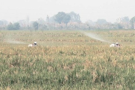 India is a significant example of an economy that still depends on the cyclicality of rains—the timely arrival and even distribution of monsoon—for its economic growth