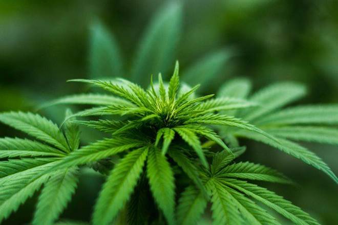The nationwide market for cannabis opened Wednesday at midnight amid lingering questions about the impact on health, the law and public safety. (Representational photo) The nationwide market for cannabis opened Wednesday at midnight amid lingering questions about the impact on health, the law and public safety. (Representational photo)