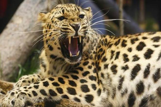 Leopards india, Leopard populations, Leopards number, save Leopard, save tigers, tigers death, karnataka Leopard Leopards india, Leopard populations, Leopards number, save Leopard, save tigers, tigers death, karnataka Leopard