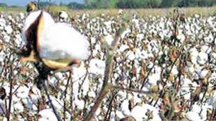 Cotton, Cotton prices, Cotton Corporation of India, minimum support prices, high MSP, economy, commodities