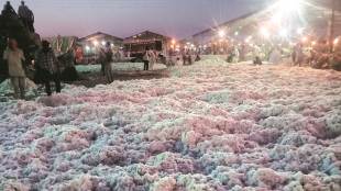 cotton, Cotton Corporation, Cotton Corporation of India, cotton procurement, P Alli Rani