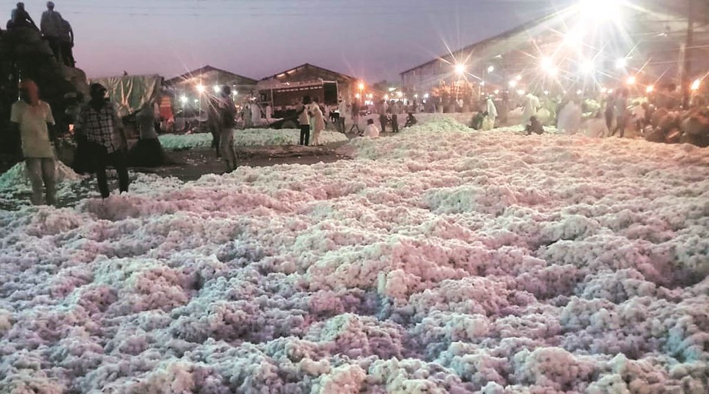 cotton, Cotton Corporation, Cotton Corporation of India, cotton procurement, P Alli Rani cotton, Cotton Corporation, Cotton Corporation of India, cotton procurement, P Alli Rani