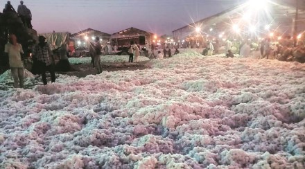 cotton, Cotton Corporation, Cotton Corporation of India, cotton procurement, P Alli Rani cotton, Cotton Corporation, Cotton Corporation of India, cotton procurement, P Alli Rani