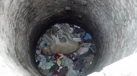 Lions, Gir Lions, Fir Forest, Gir National Park lions, Asiatic Lions, Virus in Lions, Indian Lions