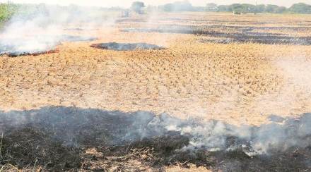 Crop residue burning directly affects Delhi and NCR, among others. (File photo: IE)