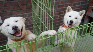 North Korean, Kim Jong-un, Pungsan dogs, Songkang, Gomi, South Korea, Moon Jae-in, Pyongyang Summit, world news