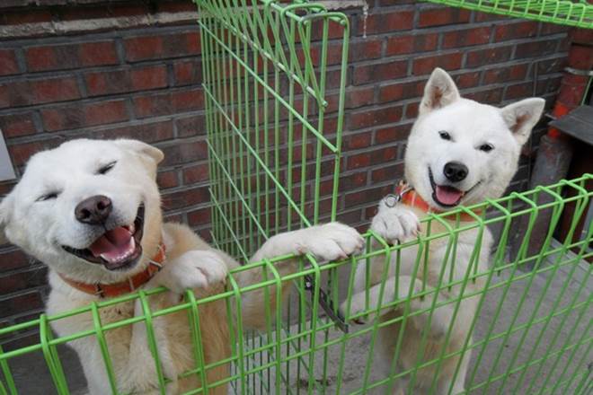 North Korean, Kim Jong-un, Pungsan dogs, Songkang, Gomi, South Korea, Moon Jae-in, Pyongyang Summit, world news