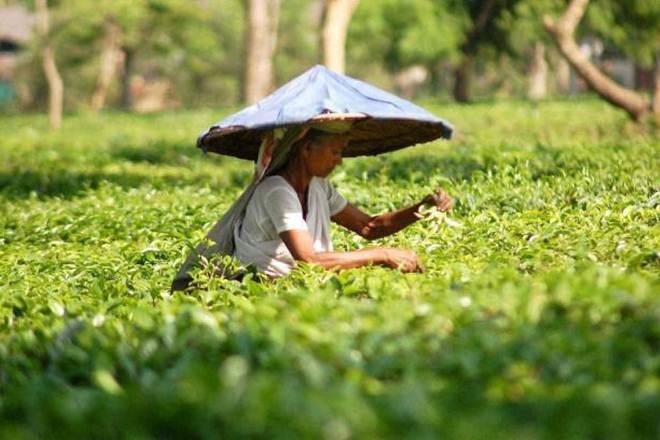 TEA EXPORT, tea export news, tea export news now, india, india news, china, china news, china india news TEA EXPORT, tea export news, tea export news now, india, india news, china, china news, china india news