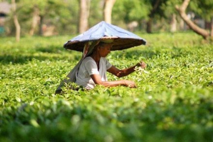 TEA EXPORT, tea export news, tea export news now, india, india news, china, china news, china india news TEA EXPORT, tea export news, tea export news now, india, india news, china, china news, china india news