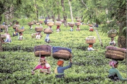 Vide the notification dated January 28, 2016 under Section 16E of the Tea Act, the central government had authorised the Tea Board to take over the control and management of the seven ailing tea estates of the GP Goenka-headed company in north Bengal. 