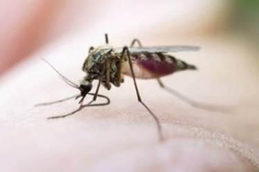Artificial intelligence boosts drug delivery to eradicate malaria