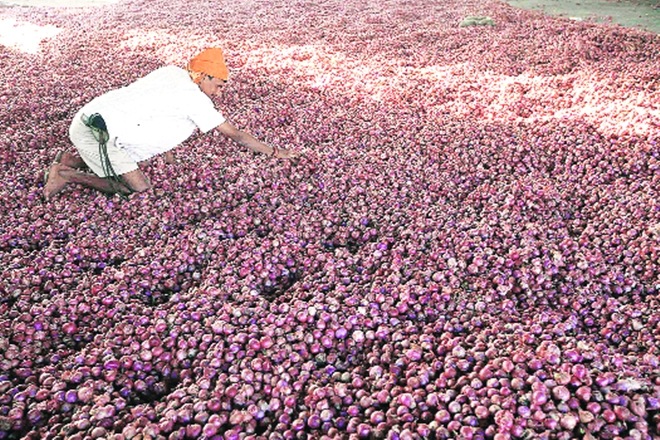 Government approves norms for Operation Greens