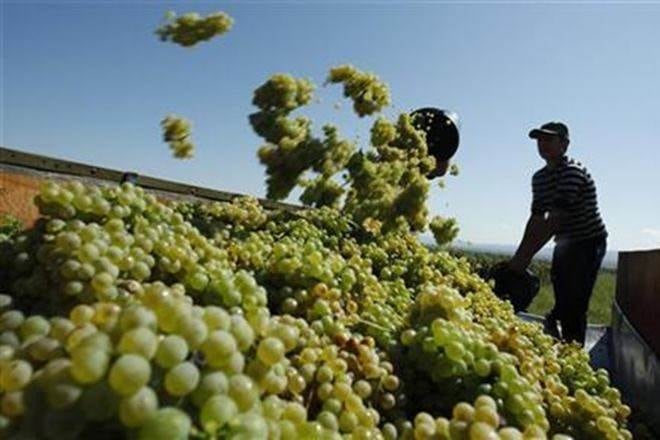 However, this is just one per cent of total grapes imports in China of around USD 630 million and two per cent of India's total exports of the fruit of USD 300 million, an Indian Embassy statement said on Tuesday.