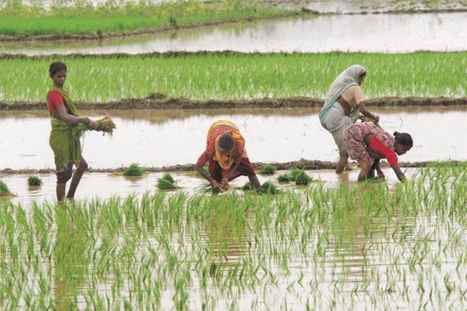 Agriculture Ministry makes U-turn on demonetisation impact on farm sector Agriculture Ministry makes U-turn on demonetisation impact on farm sector