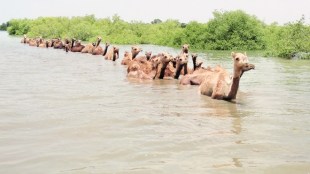camel, camel milk, saras