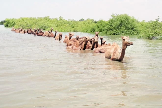 camel, camel milk, saras