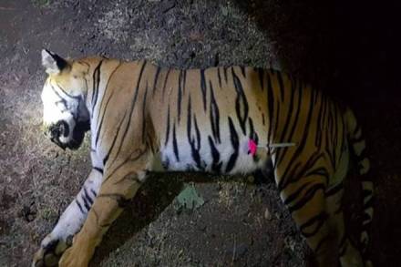 Rahul Gandhi, Harsh Vardhan, killing of tigress, Maneka Gandhi, PETA India