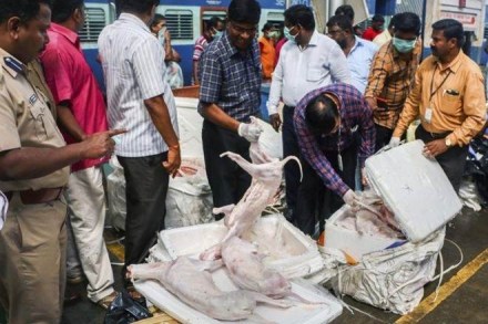 The meat samples were sent to Madras Veterinary College to test if they were dog meat. (PTI)