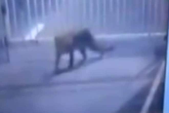 LEOPARD, leopard enters gujarat secratariat, leopard in gujarat, gujarat secratariat, gujarat secratariat leopard, leopard in gujarat secratariat