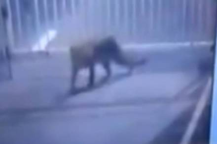LEOPARD, leopard enters gujarat secratariat, leopard in gujarat, gujarat secratariat, gujarat secratariat leopard, leopard in gujarat secratariat