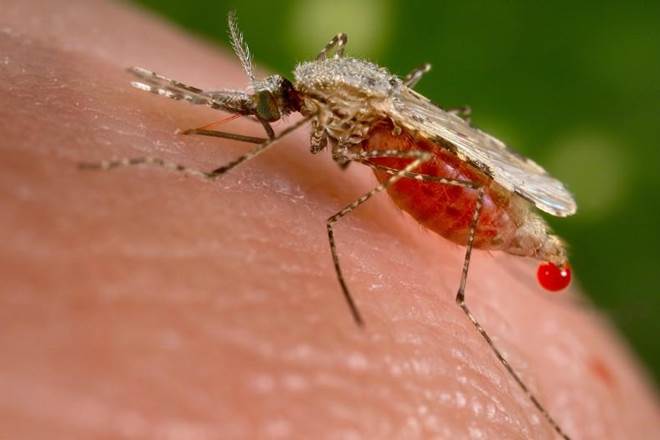 Malaria, WHO, World Health Organisation, malaria cases, Odisha, india, health news